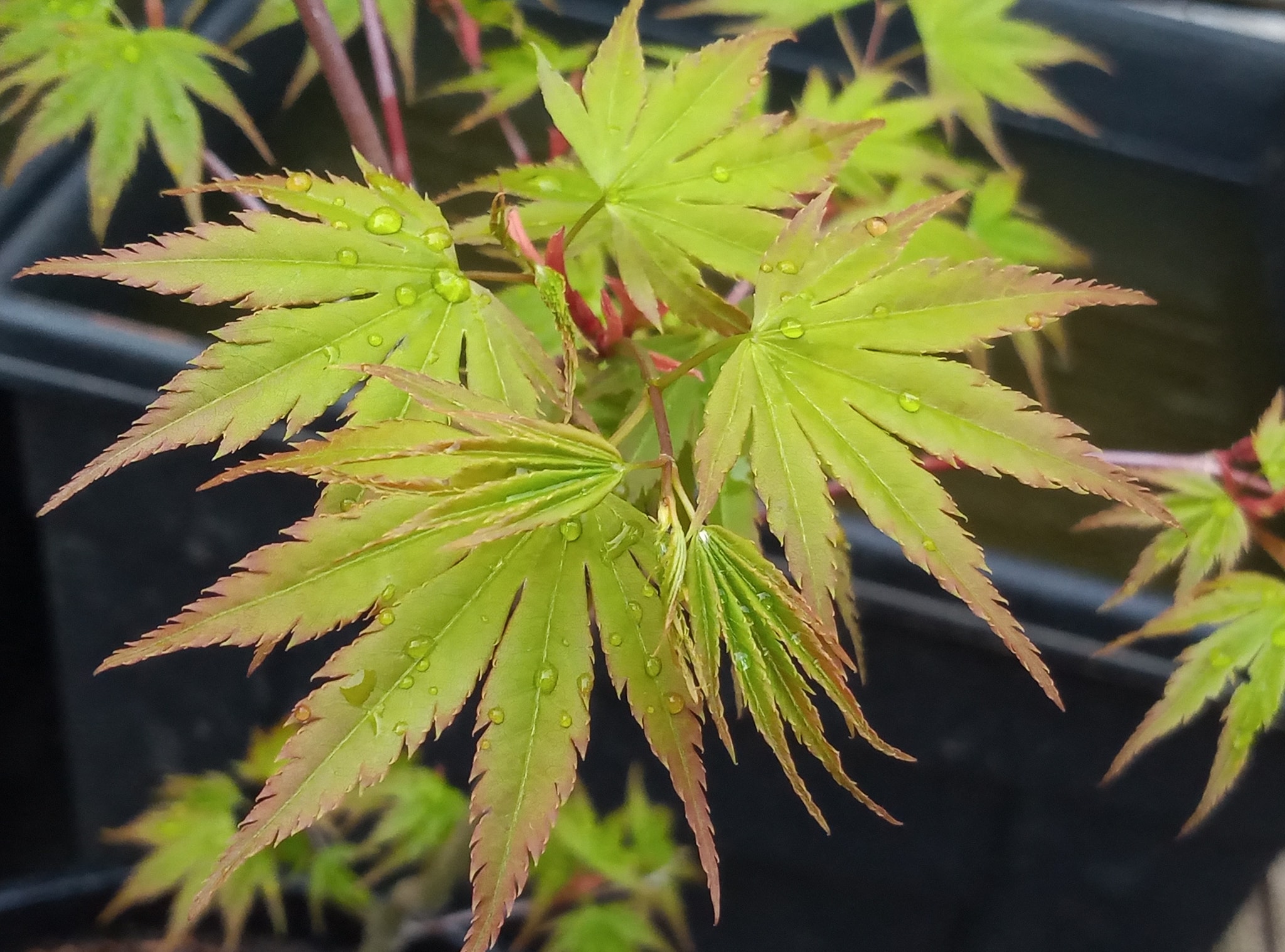 9 Best Japanese Maples For Containers