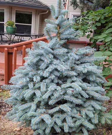 How To Make Blue Spruce Grow Faster?