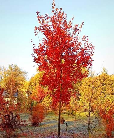 October Glory Maple vs Autumn Blaze Maple