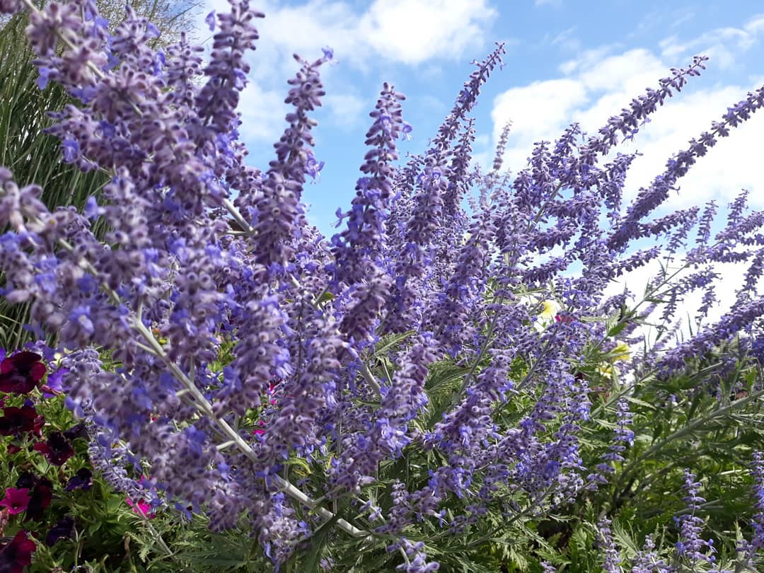 What are the differences between Russian Sage and Lavender?