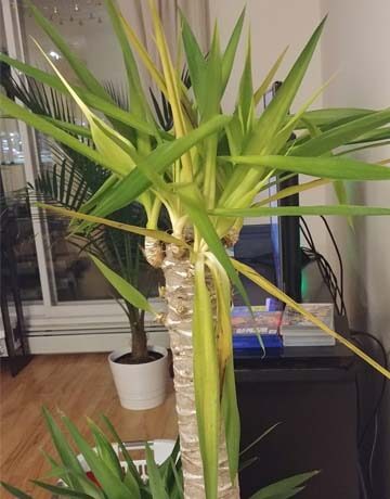 Why Is My Yucca Plant Dying?