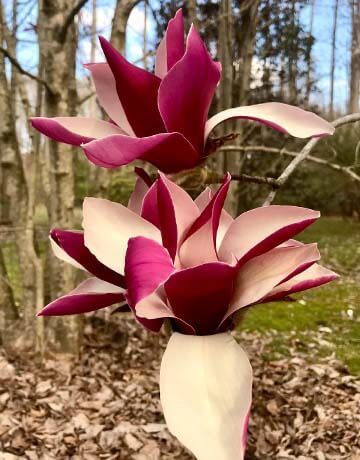 How To Propagate Magnolia From Cuttings?