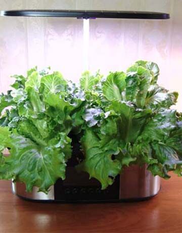 Hydroponic Plants: Common Problems and Solutions