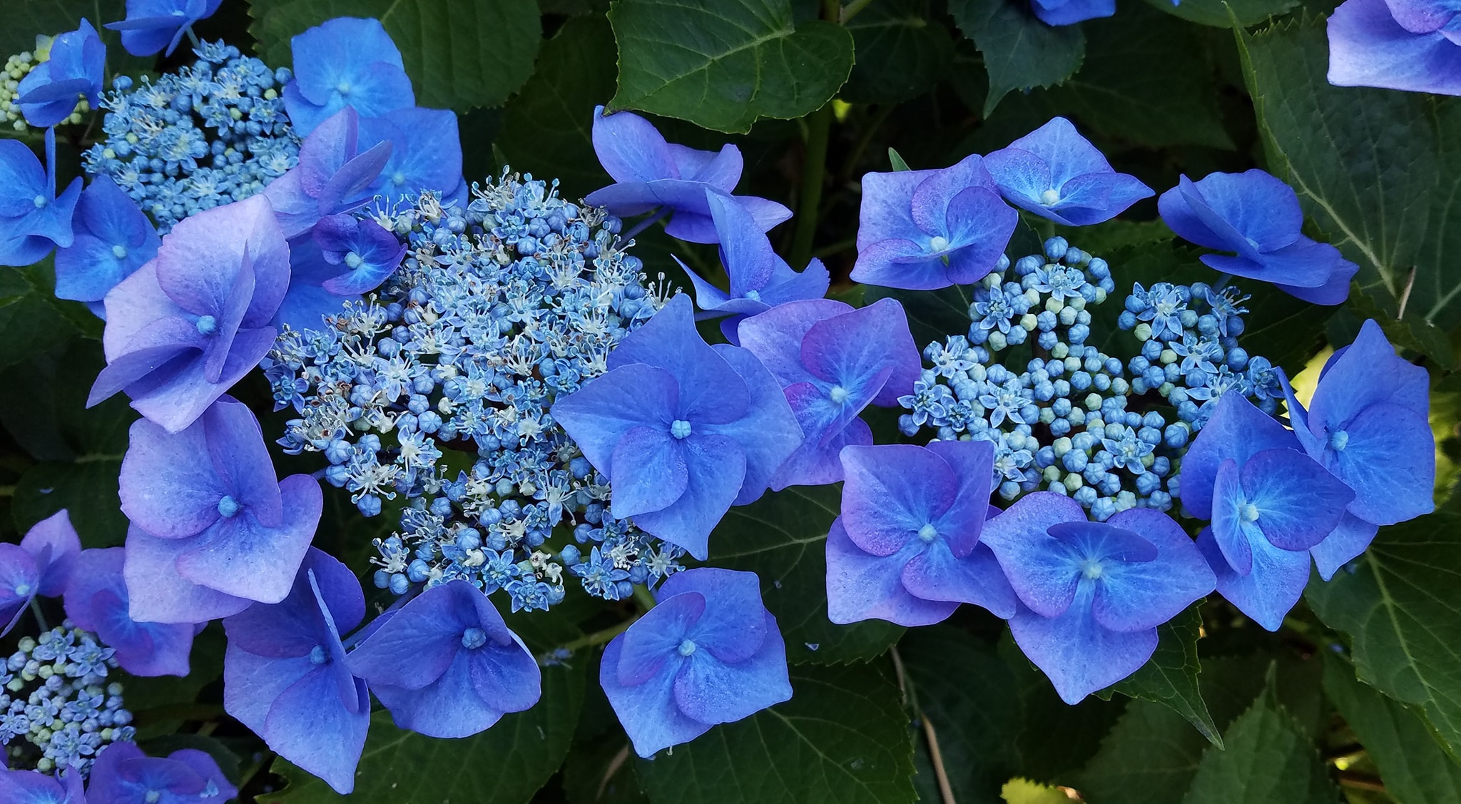 Are you supposed to cut back hydrangeas?